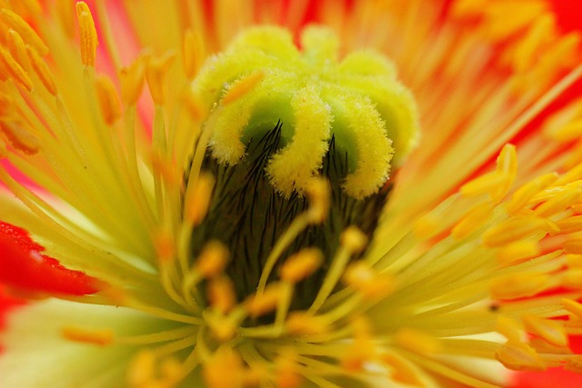 Free Flower Flower Wallpaper photo and picture