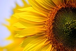 sunflower, nature, plant