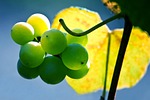 grapes, nature, leaf
