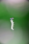 insect, nature, butterfly