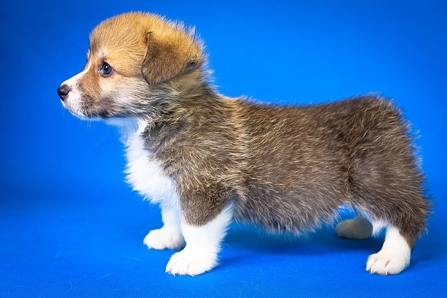 Tiere, Hund, Haustier, Hübsch, Klein