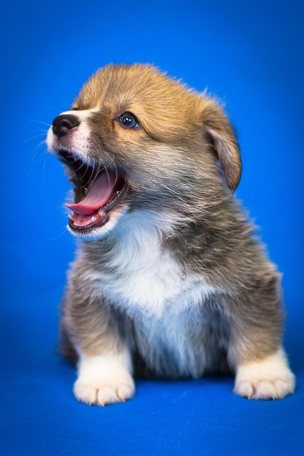 Haustier, Tiere, Hund, Hübsch