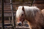 pony, horse, nature