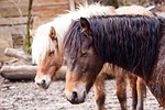 pony, horse, nature