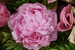 flower, plant, leaf