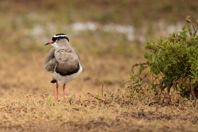 Fauna Silvestre, Pájaro, Animal