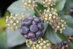 ivy, umbel, fruit