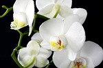 orchid, flower, plant