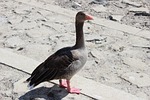 nature, bird, animal