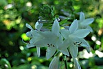 nature, plant, hosta leaf