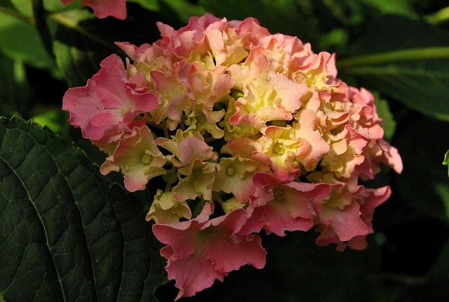 Free Nature Plant photo and picture