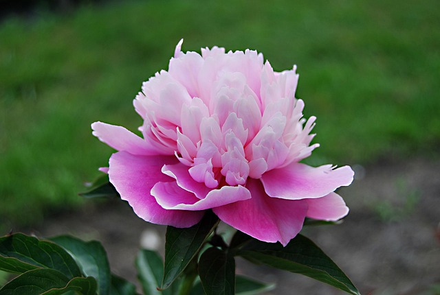 Free Nature Flower photo and picture