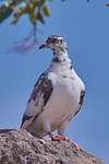 bird, nature, animal
