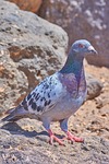 dove, nature, animal