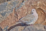 nature, bird, animal