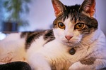 animal, cat, cute