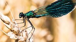 dragonfly, nature, grain