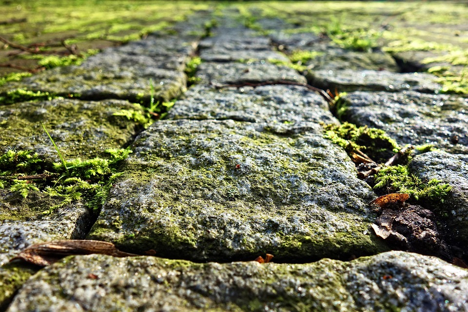 Cobble Stone, Cobble, Stone, Path, Walkway, Paved, Moss