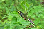 grasshopper, insect, outdoors