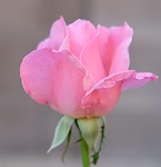 flower, nature, flora