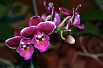 flower, nature, plant