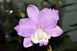 flower, plant, nature