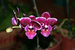 nature, flower, plant