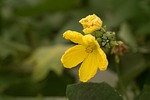 bunches of flowers, united melon, natural