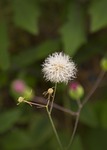 wildflowers, natural, white flowers