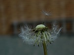nature, no person, close-up