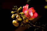 flower, couroupita guianensis, nature