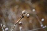 nature, outdoors, winter