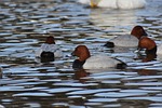 animal, lake, waterside