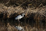animal, river, waterside