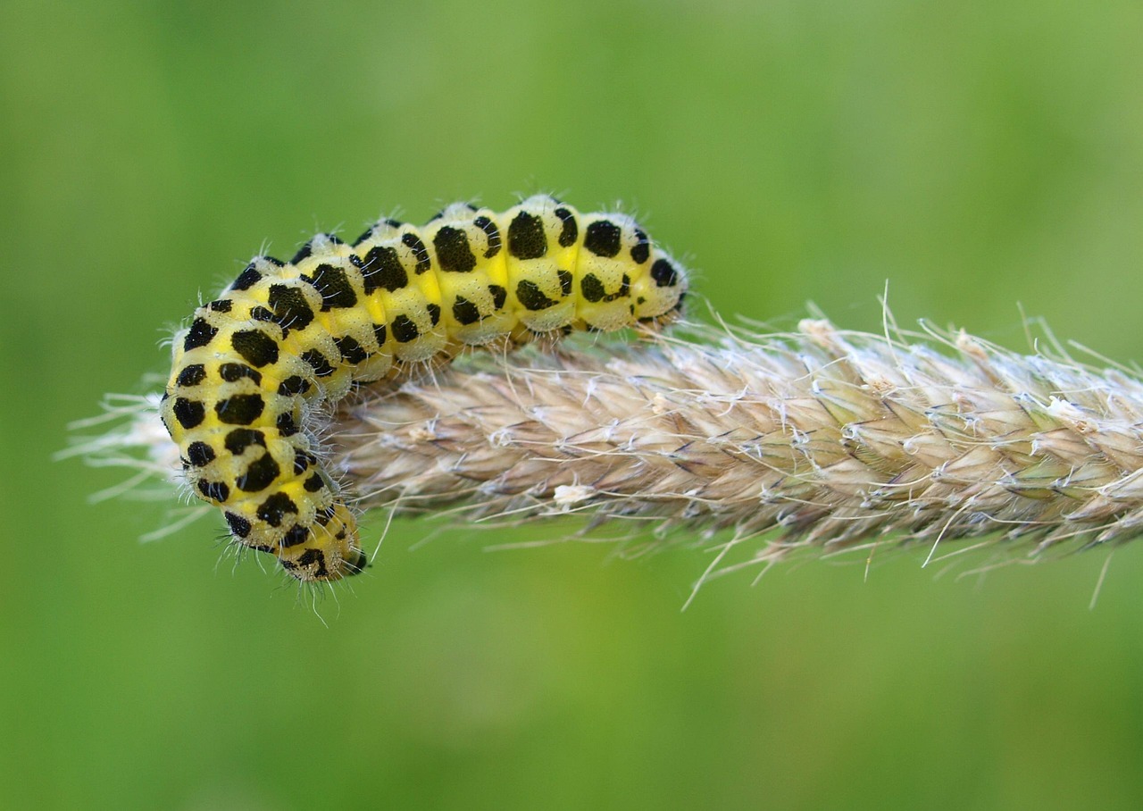 An Insect Picture Nature Insect Outdoors - Free photo on Pixabay - Pixabay