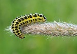 nature, insect, outdoors