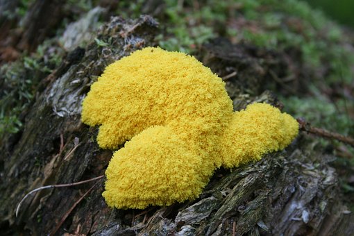 Bruxa Manteiga, Cogumelo, Slime Mold