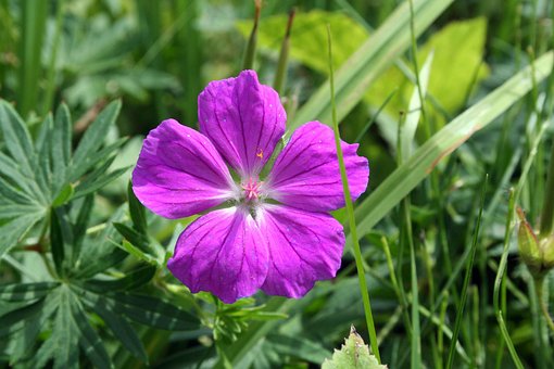 Cranesbill, Bico-De-Grua Vermelho-Sangue