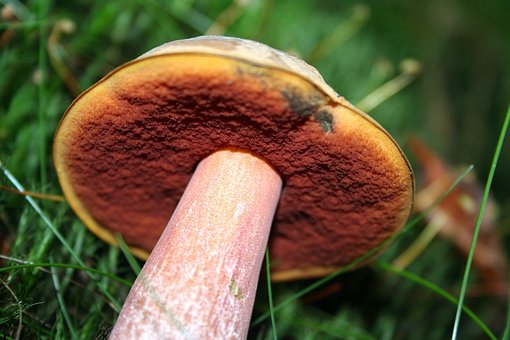 Bolete De Bruxa De Caule Escamoso