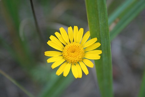 Flores, Amarelo, Planta Medicinal