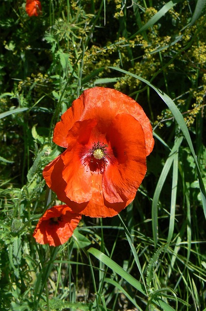 Free Flower Nature photo and picture