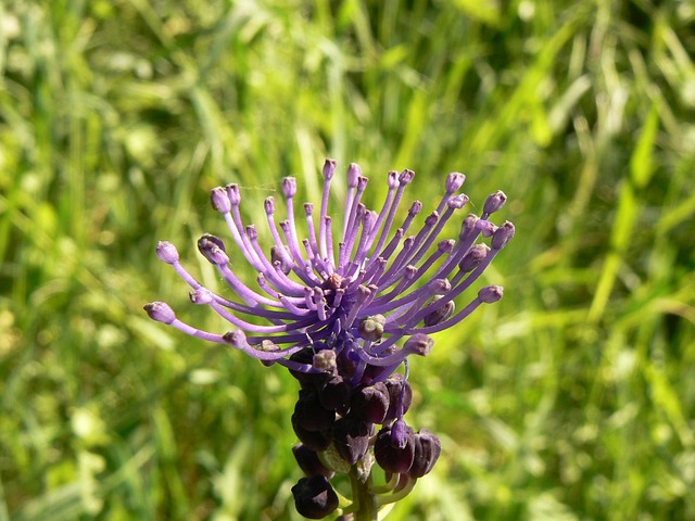 Free Nature Summer photo and picture