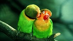 wild life, birds, nature