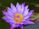 flower, plant, water lily