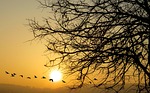 nature, dawn, sunset