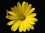 nature, flower, yellow