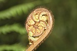 fern, nature, plant