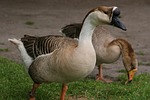birds, wildlife, animal kingdom