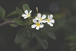 nature, flower, flora