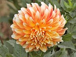 dahlia, nature, plant